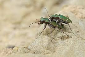 Attēlu rezultāti vaicājumam “Cicindela sylvatica”