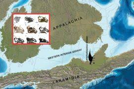 Attēlu rezultāti vaicājumam “Acupalpus flavicollis”