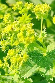 Attēlu rezultāti vaicājumam “Alchemilla vulgaris aggr.”