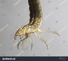 Attēlu rezultāti vaicājumam “Dytiscus sp. larva”