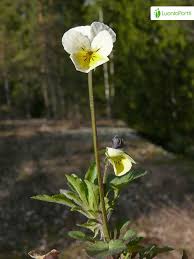 Attēlu rezultāti vaicājumam “Viola arvensis flower”