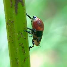 Attēlu rezultāti vaicājumam “Aphrophora nymph”