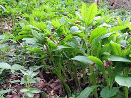 Attēlu rezultāti vaicājumam “Scopolia carniolica”