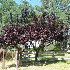 Attēlu rezultāti vaicājumam “Prunus cerasifera”