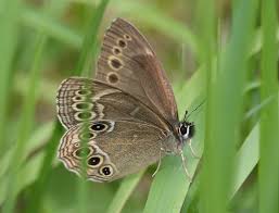 Attēlu rezultāti vaicājumam “Lopinga achine”