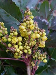 Attēlu rezultāti vaicājumam “Mahonia aquifolium bud”