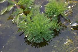 Attēlu rezultāti vaicājumam “Haloragaceae”