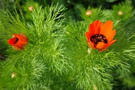 Image result for Adonis aestivalis