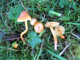 Attēlu rezultāti vaicājumam “Mucronella”