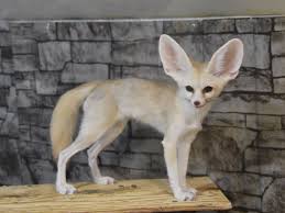 Attēlu rezultāti vaicājumam “Vulpes zerda”