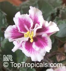 Image result for Saintpaulia ionantha Culitvar