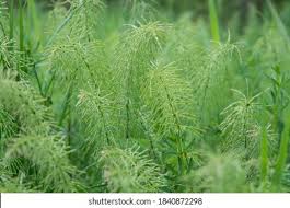 Attēlu rezultāti vaicājumam “Equisetum pratense”