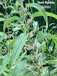 Attēlu rezultāti vaicājumam “Urticaceae”