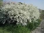 <b>Spiraea</b> thunbergii