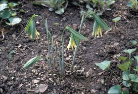 Attēlu rezultāti vaicājumam “Uvularia grandiflora”