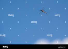 Attēlu rezultāti vaicājumam “Siphlonurus male”