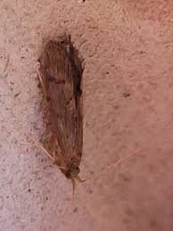 Attēlu rezultāti vaicājumam “Oecetis ochracea”