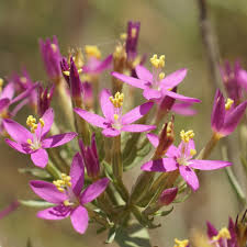 Image result for Centaurium erythraea