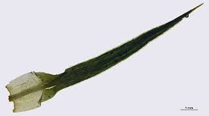 Attēlu rezultāti vaicājumam “Polytrichastrum formosum sporophyte”