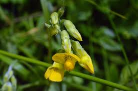 Attēlu rezultāti vaicājumam “Lathyrus pratensis flower”