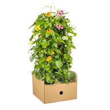 Image result for schwarzäugige Susanne