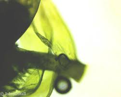 Attēlu rezultāti vaicājumam “Pseudotaxiphyllum elegans macro”