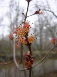 Attēlu rezultāti vaicājumam “Acer saccharinum flower”