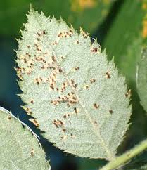 Attēlu rezultāti vaicājumam “Phragmidium sp.”