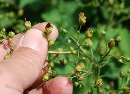 Attēlu rezultāti vaicājumam “Scrophularia nodosa”