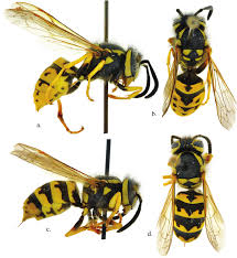 Attēlu rezultāti vaicājumam “Vespula germanica”
