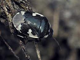 Attēlu rezultāti vaicājumam “Tritomegas bicolor imago”