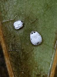 Attēlu rezultāti vaicājumam “Aleurochiton aceris nymph”