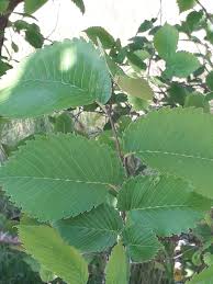 Attēlu rezultāti vaicājumam “Ulmus minor”