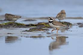 Attēlu rezultāti vaicājumam “Charadrius hiaticula”