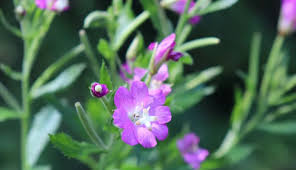 Attēlu rezultāti vaicājumam “Epilobium parviflorum”