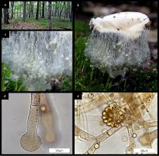 Attēlu rezultāti vaicājumam “Symphytocarpus impexus spores”