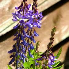 Attēlu rezultāti vaicājumam “Galega orientalis fruit”