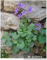 Image result for Campanula trachelium