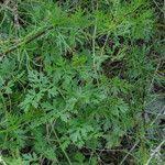 Attēlu rezultāti vaicājumam “Peucedanum oreoselinum flower”