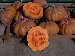 Attēlu rezultāti vaicājumam “Cucurbitaceae”