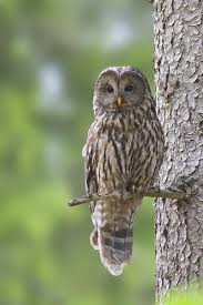 Attēlu rezultāti vaicājumam “Strix uralensis adult”