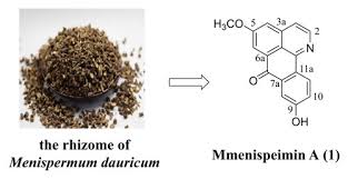 Attēlu rezultāti vaicājumam “Menispermum dauricum fruit”