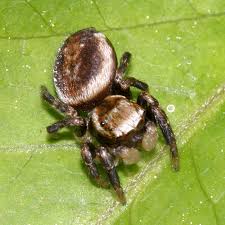 Attēlu rezultāti vaicājumam “Evarcha falcata male”