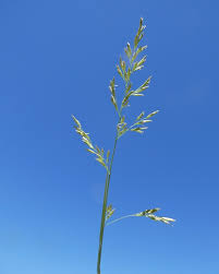 Attēlu rezultāti vaicājumam “Festuca altissima leaf”