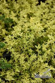 Attēlu rezultāti vaicājumam “Herniaria glabra flower”