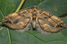 Attēlu rezultāti vaicājumam “Pelurga comitata”