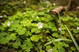 Attēlu rezultāti vaicājumam “Oxalis acetosella fruit”