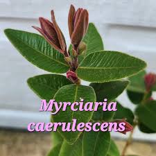 Attēlu rezultāti vaicājumam “Carex loliacea fruit”