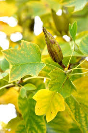 Attēlu rezultāti vaicājumam “Liriodendron tulipifera fruit”