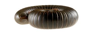 Attēlu rezultāti vaicājumam “Diplopoda”